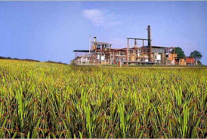 Usinas de cana-de-açúcar do interior Paraná se unem para diminuir custos e aumentar competitividade na exportação