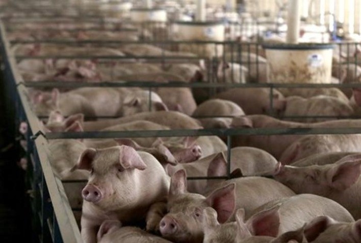 Preços no mercado de suínos com quedas ou estabilidade