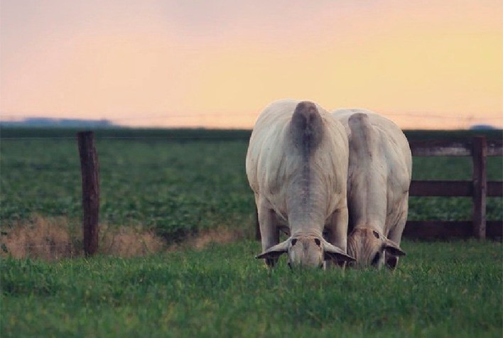 Boi gordo: alta em 21 praças pecuárias