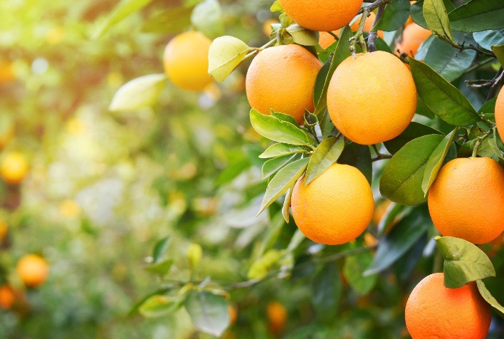 Produção de laranja deve crescer na China