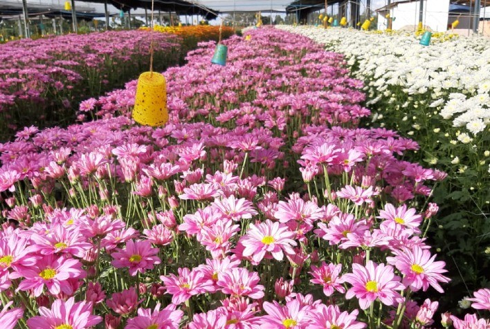 Mercado de plantas registra aumento de vendas durante pandemia e prevê crescimento para 2021