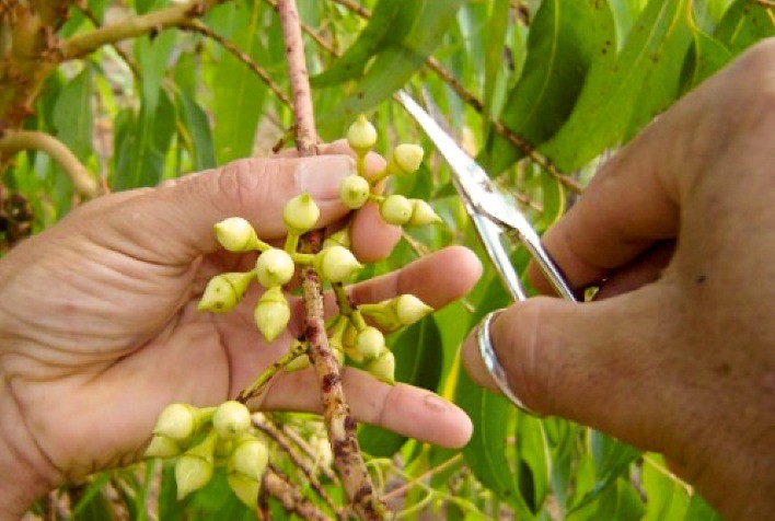 CENIBRA diversifica estratégia para geração de novos clones de eucalipto