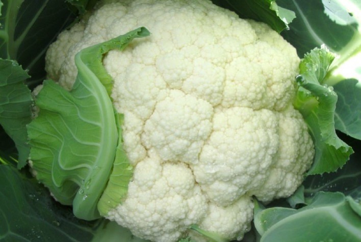 Brócolis, couve-flor e repolho são alimentos que podem ajudar a melhorar a qualidade de vida