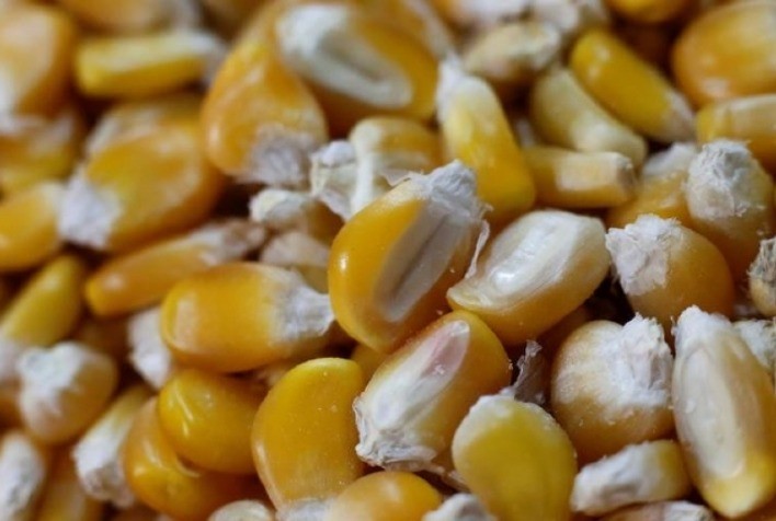 Milho segue em alta nesta 4ªfeira e B3 já passa dos R$ 90,00