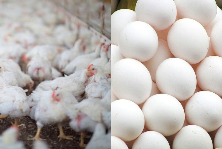 No IPCA de 2020, peso do frango e do ovo foi menor que o de outras proteínas animais