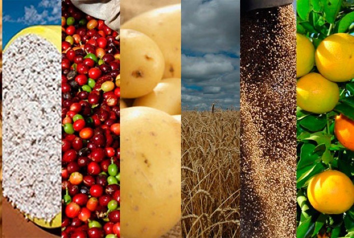 IBGE prevê safra recorde de 260,5 milhões de toneladas para 2021