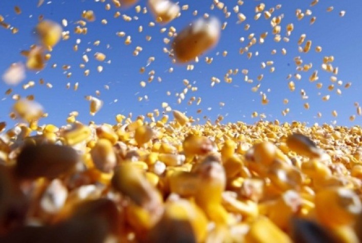 China aprova milho transgênico para importação