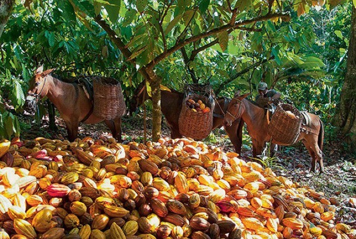 Valor da Produção Agropecuária de 2020 soma mais de R$ 871 bi e é o maior da história