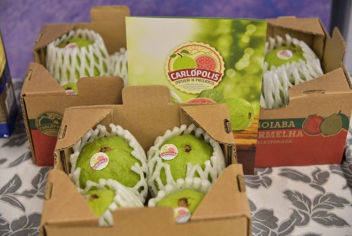 Selo internacional faz crescer pedidos de exportação da Goiaba com IG, de Carlópolis, no Paraná