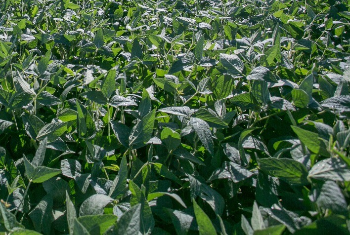 Lei que regula recuperação judicial do produtor entra em vigor neste mês