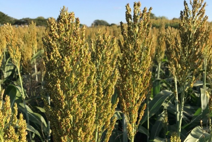 Novo híbrido de sorgo com alta produtividade de grãos está em oferta para contratos de cooperação técnica e licenciamento