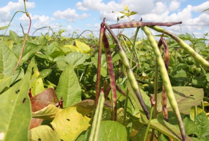 Mato Grosso mantém liderança nacional na produção de feijão-caupi; 136,3 mil toneladas