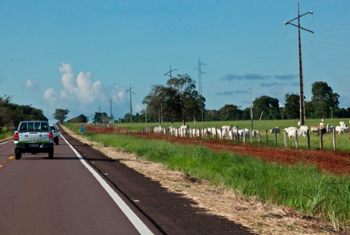 Acrimat avalia que pecuária de Mato Grosso deve repetir bom resultado de 2020