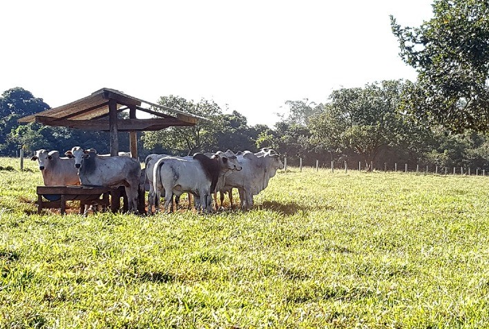 Oferta restrita e alta no preço da arroba do boi gordo