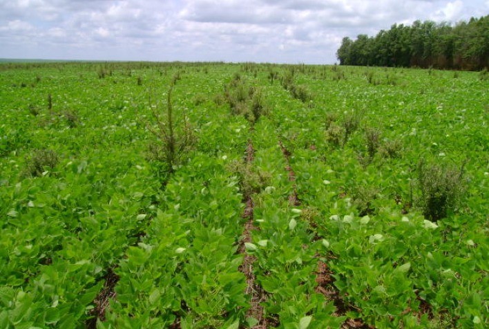 Pesquisadores criam estrutura inédita de manejo de ervas