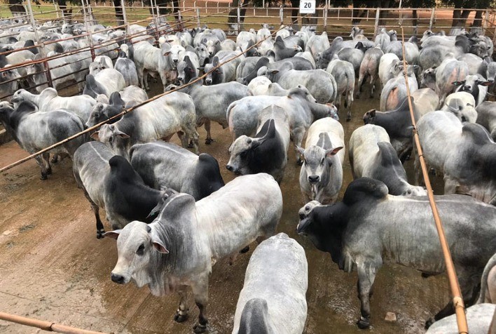 Preço da arroba do boi gordo bate recorde em São Paulo