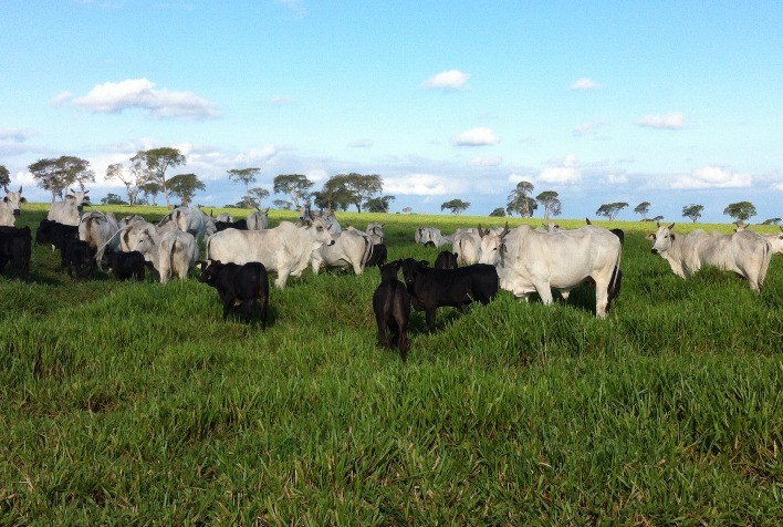 Suplementação correta na estação das águas potencializa ganho