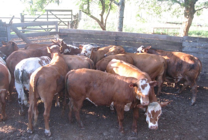 Melhoramento genético promove qualidade da carne do produtor ao consumidor