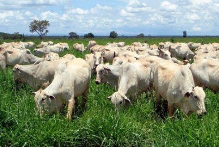 Lockdown em SP pode afetar consumo de carnes e pressionar @ do boi