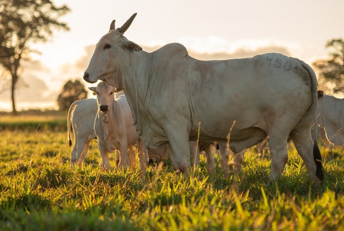 Fazendas de cria: suplementação mineral na época de águas é fundamental para garantir a produtividade do rebanho
