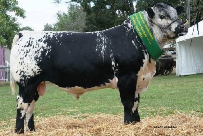 Brasil inicia registro de bovinos Speckle Park