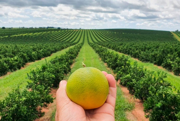 Europa deve produzir mais laranja em 2020/2021