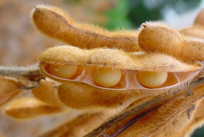 Soja volta a subir em Chicago nesta 6ª feira e opera com mais de 10 pts de alta