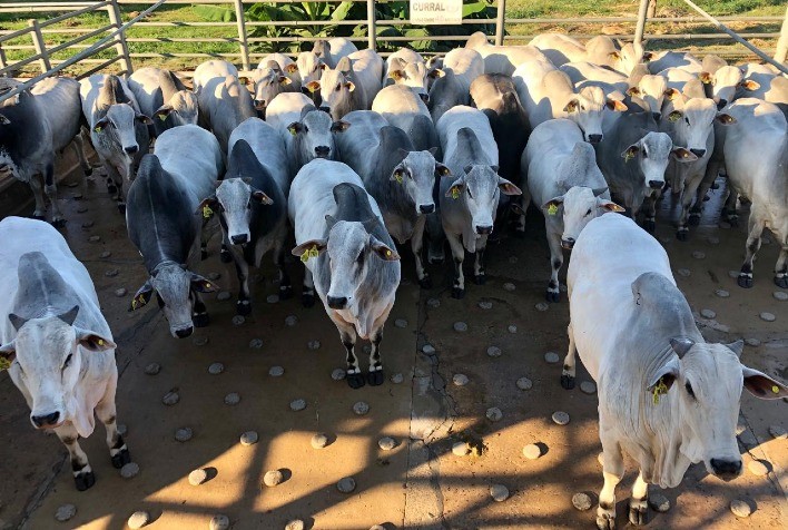 Boi gordo: oferta pequena de animais para abate dá sustentação aos preços da arroba
