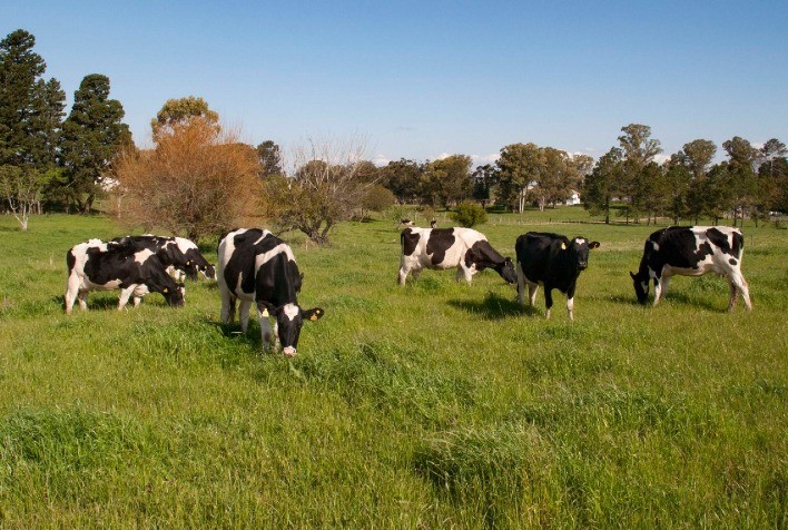 Ideagri acelera novidades para o leite e o corte em 2021