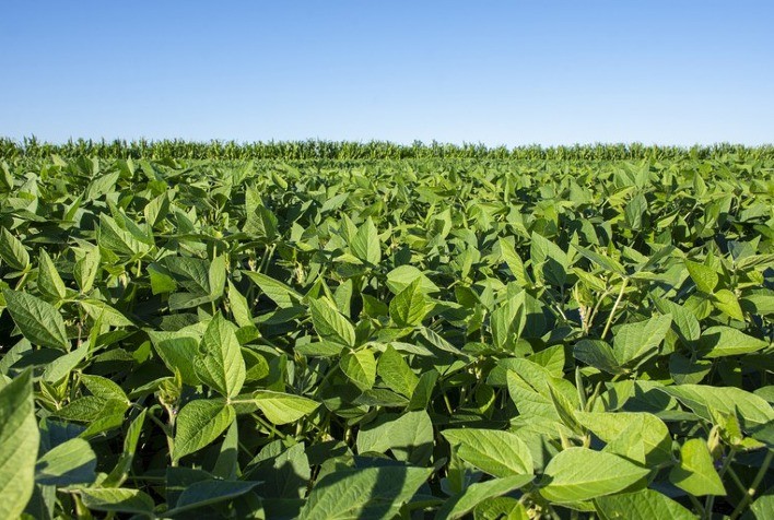 Sindicato aguarda estudos de nova anomalia que surgiu em lavouras de soja em Sorriso