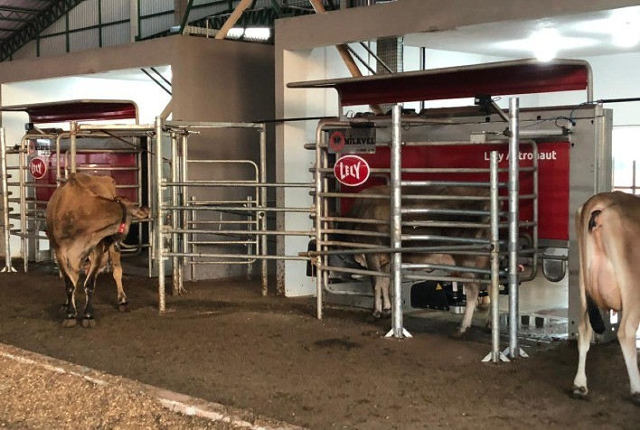 Com tecnologia de ordenha robotizada, fazenda no Paraná apresenta resultados expressivos em menos de um ano