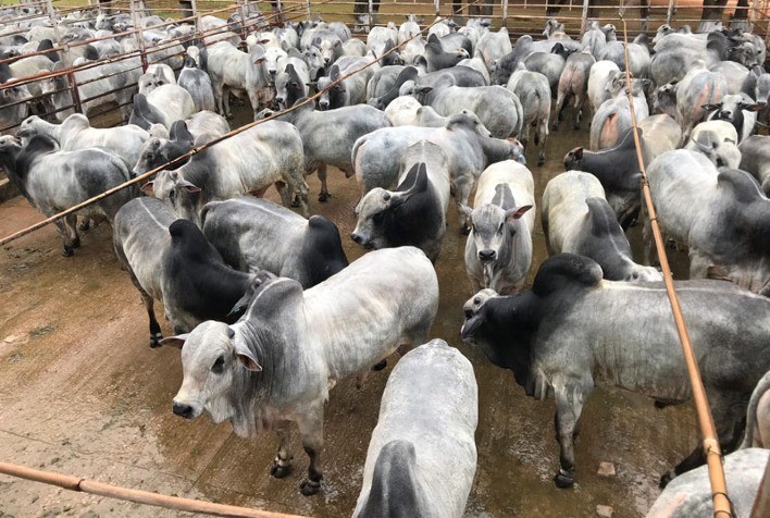 Boi gordo: parte dos frigoríficos fora das compras em São Paulo