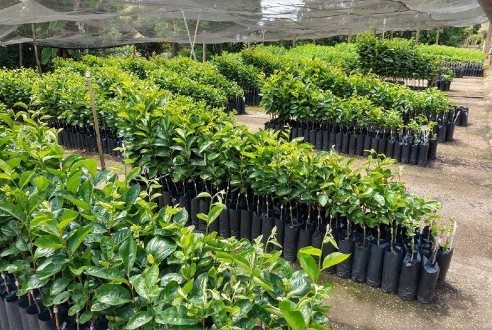 Secretaria de Agricultura e Abastecimento dobra a produção e oferta de mudas de frutíferas no Estado de São Paulo