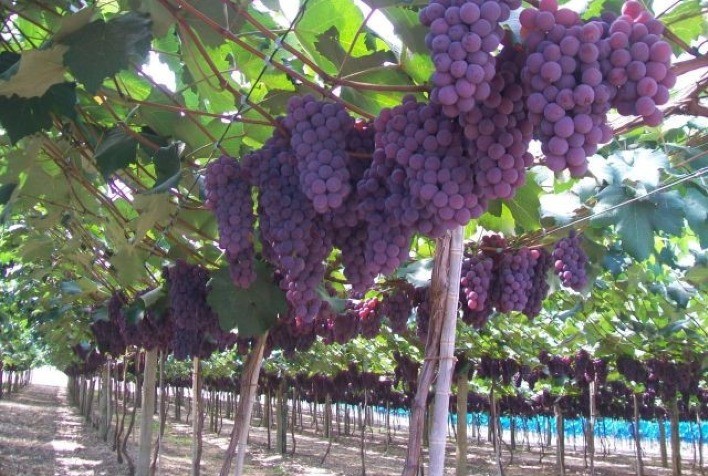 Secretaria de Agricultura viabiliza cultivo de uva para produção de vinhos finos nas condições paulistas