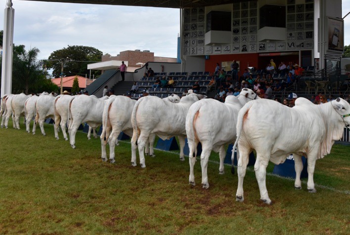 Expoinel Minas abre circuito de grandes exposições com avaliação de 400 animais Nelore