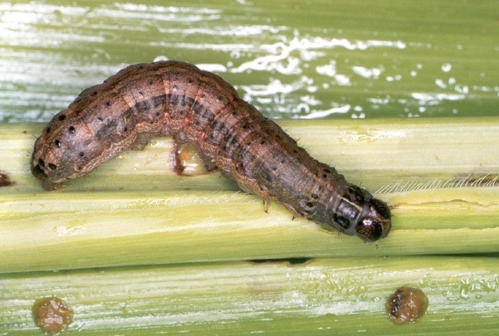 Novo bioinseticida usa duas cepas de bactéria para controlar lagartas