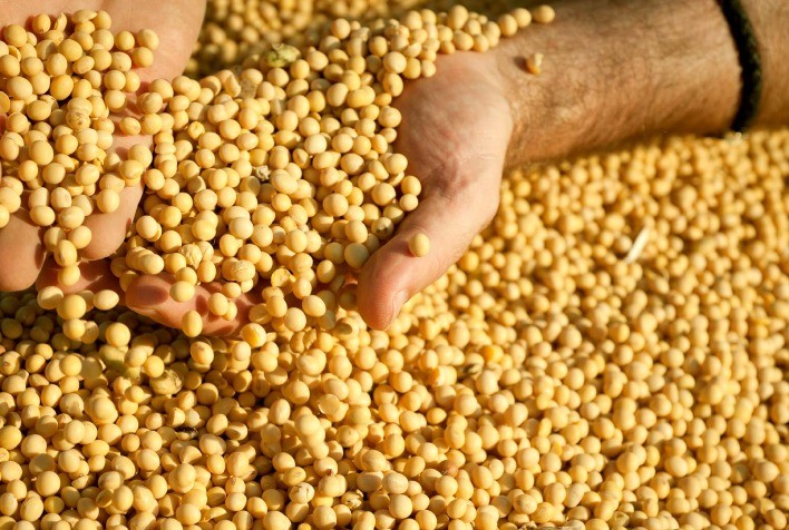 Soja e celulose terão ainda mais espaço na China, diz estudo