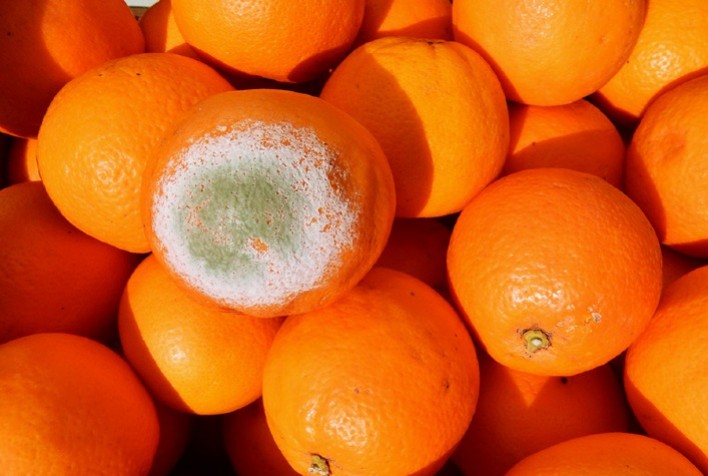 Manejo integrado não usa químicos para controlar o bolor verde da laranja
