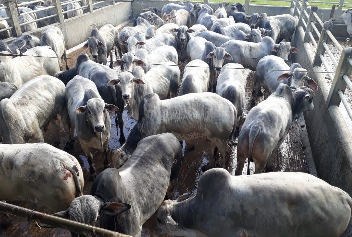 Oferta enxuta de boiadas para abate e preços firmes