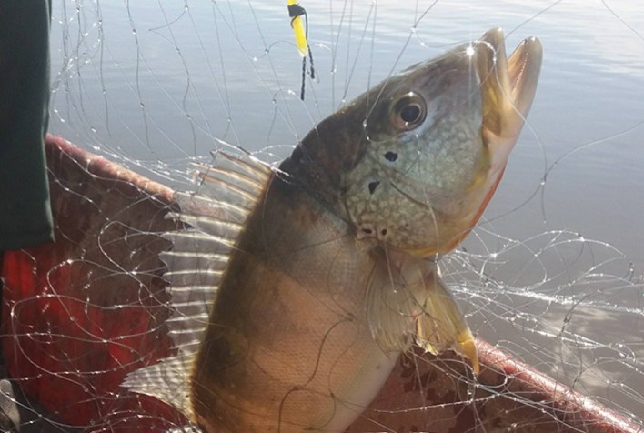 Fitilho como isca artificial permite aumento de mais de 50% de produtividade na pesca artesanal