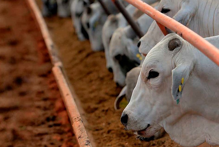 Secretaria de Agricultura inicia pesquisas com pecuária de precisão na área de nutrição de gado de corte