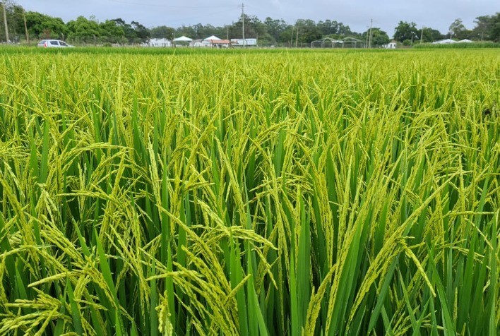 Universidades marcam presença em roteiro técnico da Abertura da Colheita do Arroz