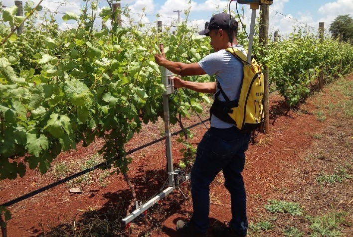 Parceria com a EPAMIG fortalece projetos de agricultura de precisão para produção de vinhos