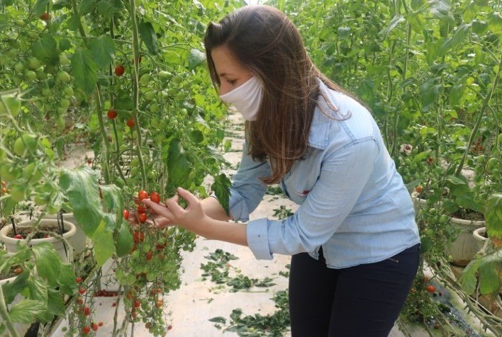 Plantio em estufa com alta tecnologia eleva até 30% a produtividade