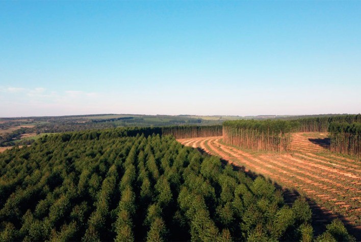Com apenas 5% da área ocupada do Paraná, cultivo florestal gera impactos positivos no Estado