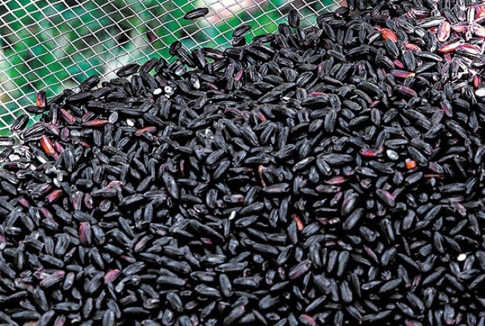 Ciência confere assinatura química que agrega valor ao arroz preto produzido no Brasil