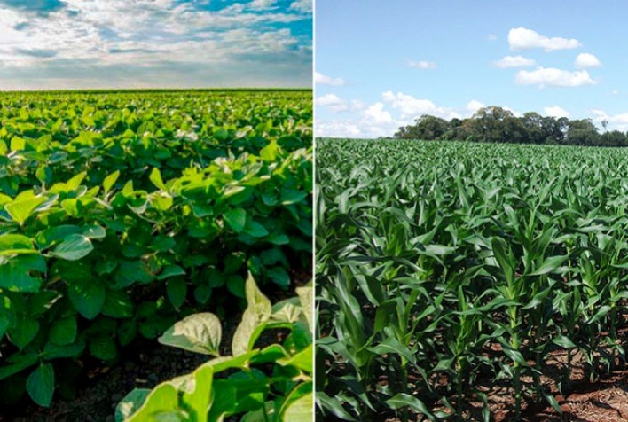 Com avanço da safra de grãos, aumenta preocupação com ataque de lagartas