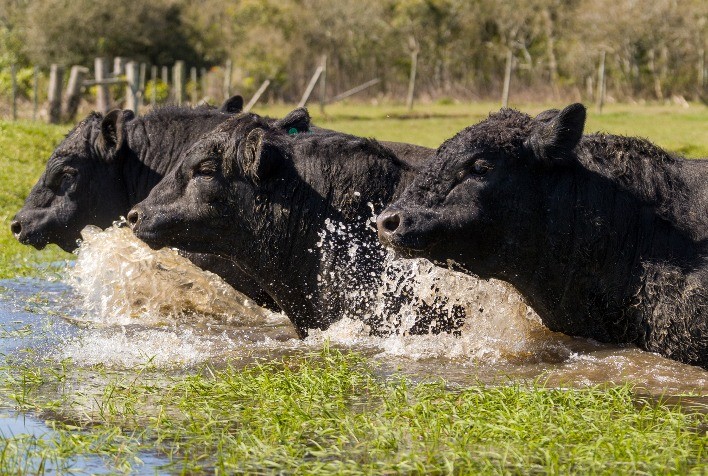 Angus eleva em 21,9% a venda de sêmen e supera marca de 7 milhões de doses