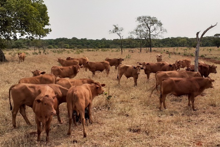 Embrapa testa sistema que permite de forma efetiva controlar o carrapato-do-boi sem usar carrapaticidas