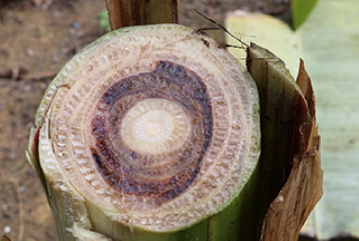 Brasil prepara ações para prevenir entrada de nova raça da murcha-de-fusarium da bananeira
